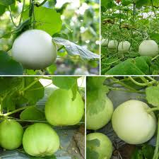 Dưa lê ĐH Green farm